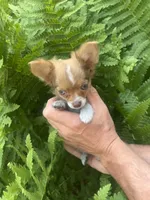 Saja, a male Chihuahua for sale in Brainerd, MN – 5 of 7