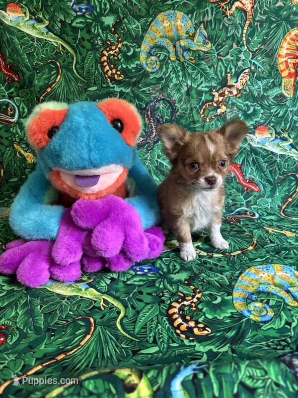 Saja – Chihuahua puppy for sale in Brainerd, MN
