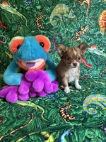 Saja, a male Chihuahua for sale in Brainerd, MN – 1 of 5