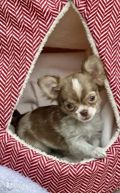 Romance – Chihuahua puppy for sale in Brainerd, MN