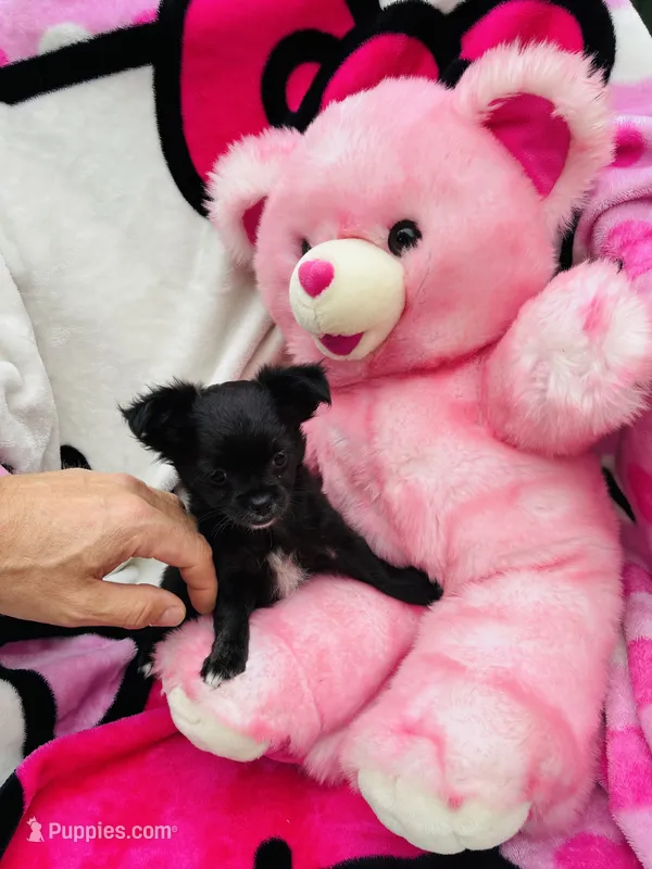 Raven – Chihuahua puppy for sale in Brainerd, MN