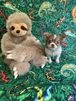 Romance, a male Chihuahua for sale in Brainerd, MN – 2 of 4
