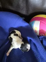 Domino, a male Shih Tzu for sale in Jacksonville, NC – 1 of 2