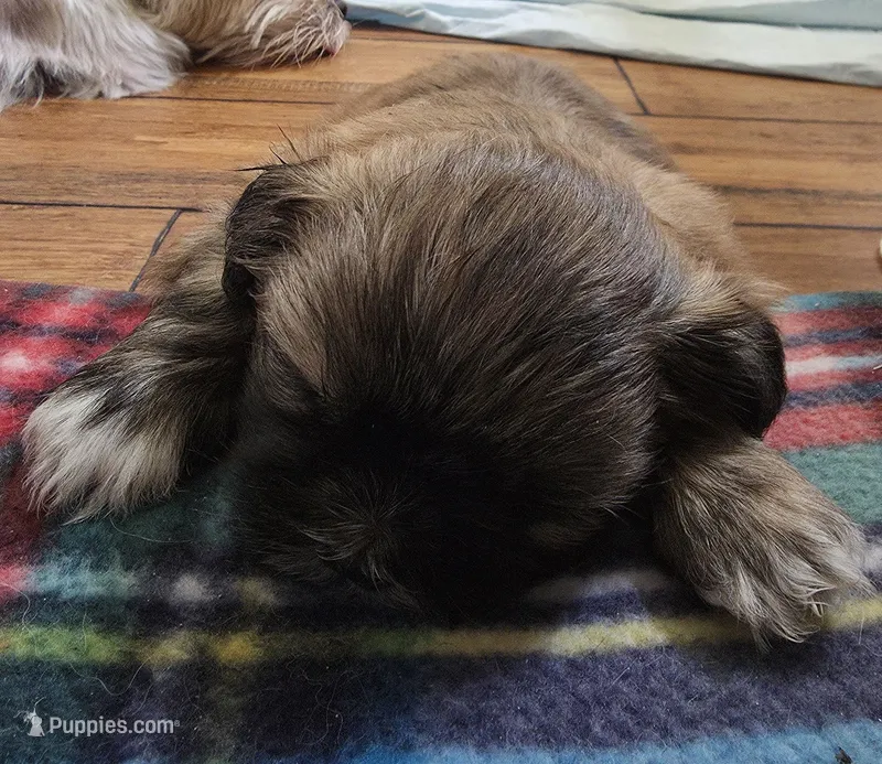 Nugget – Shih Tzu puppy for sale in Jacksonville, NC