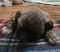 Nugget, a female Shih Tzu for sale in Jacksonville, NC – 1 of 2