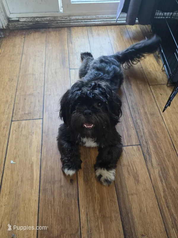 Zeus – Shih Tzu puppy for sale in Jacksonville, NC