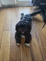 Zeus, a male Shih Tzu for sale in Jacksonville, NC – 1 of 1