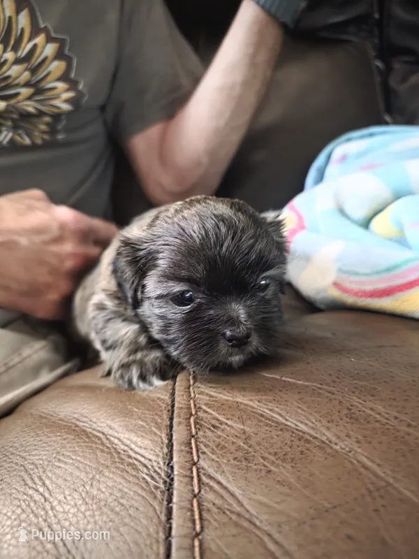 Choco – Shih Tzu puppy for sale in Jacksonville, NC