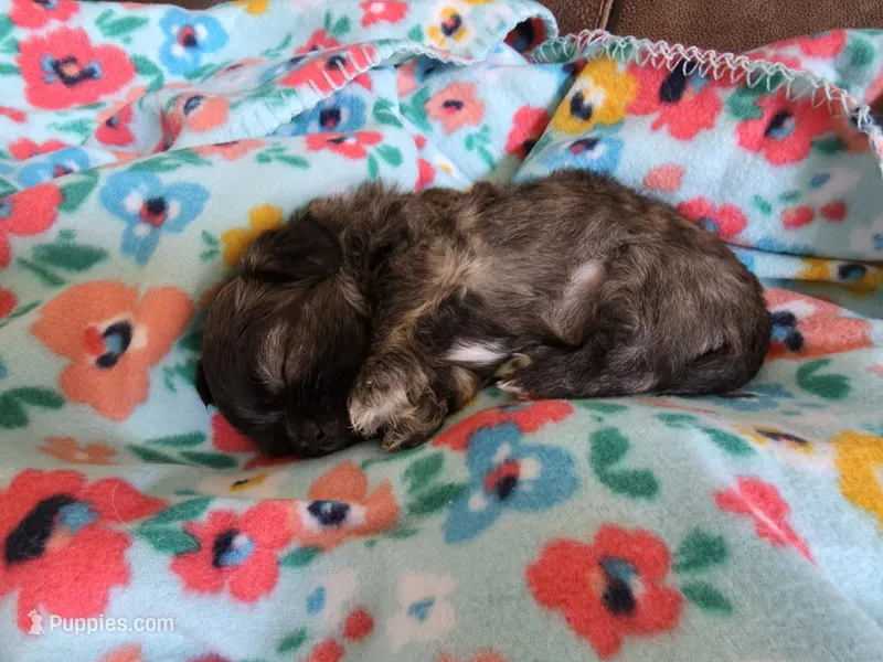 Choco – Shih Tzu puppy for sale in Jacksonville, NC