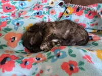 Choco, a male Shih Tzu for sale in Jacksonville, NC – 1 of 2