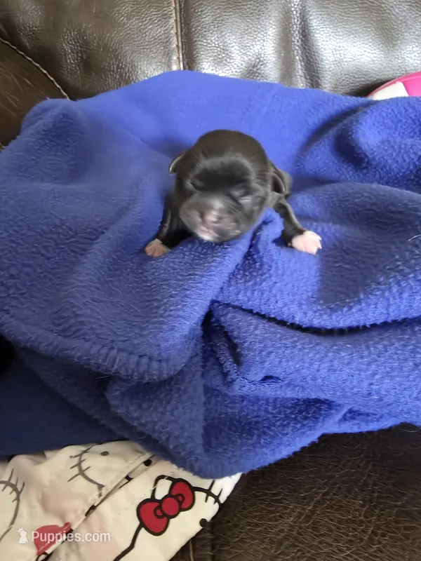 Shadow – Shih Tzu puppy for sale in Jacksonville, NC