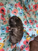 Choco, a male Shih Tzu for sale in Jacksonville, NC – 2 of 2