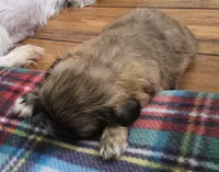 Nugget, a female Shih Tzu for sale in Jacksonville, NC – 2 of 2