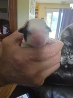 Star, a female Shih Tzu for sale in Jacksonville, NC – 3 of 3