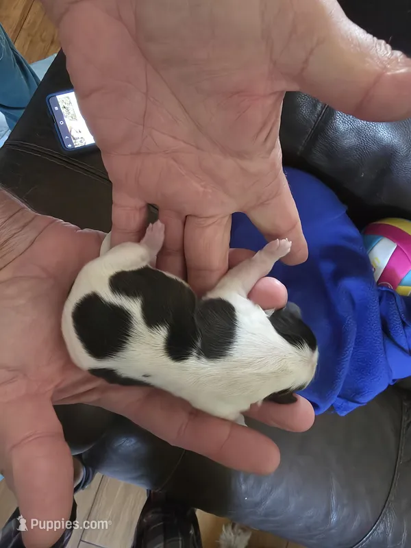 Star – Shih Tzu puppy for sale in Jacksonville, NC