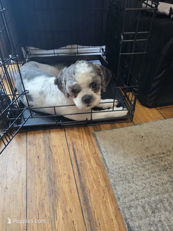 Garfield – Shih Tzu puppy for sale in Jacksonville, NC