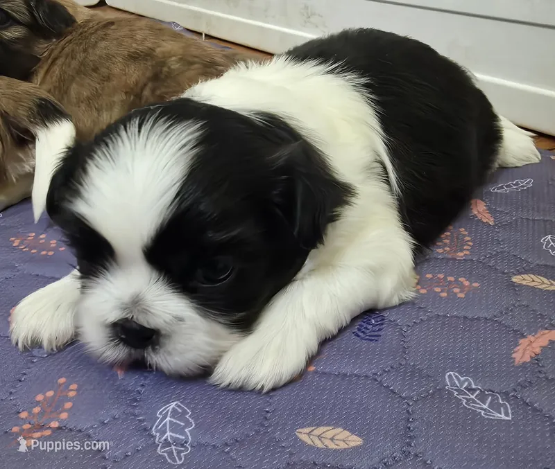 Winston – Shih Tzu puppy for sale in Jacksonville, NC