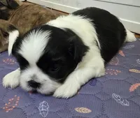 Winston, a male Shih Tzu for sale in Jacksonville, NC – 1 of 1