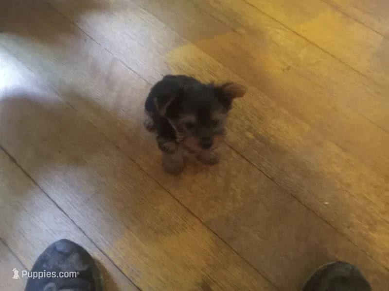 Wyatt – Yorkshire Terrier puppy for sale in Hillsdale, NY