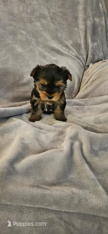 Dutchess, a female Yorkshire Terrier for sale in Hillsdale, NY – Photo 1 of 1