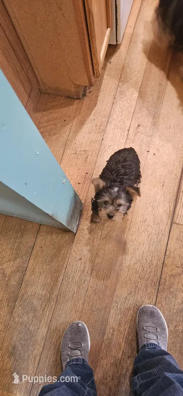 Taylor – Yorkshire Terrier puppy for sale in Hillsdale, NY