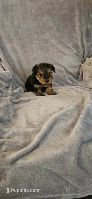 Dalila, a female Yorkshire Terrier for sale in Hillsdale, NY – Photo 1 of 1