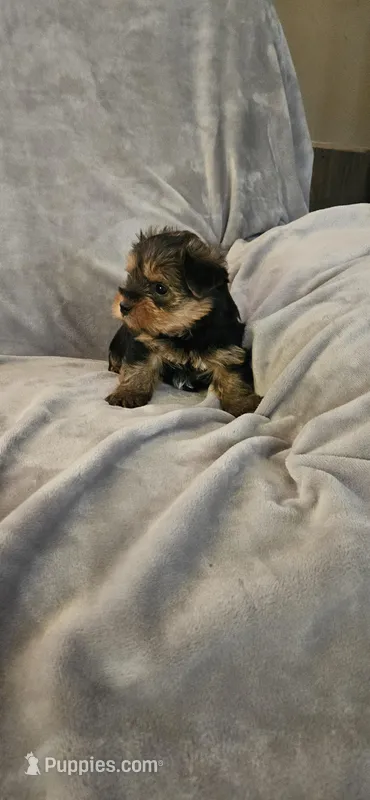 Daisy, a female Yorkshire Terrier for sale in Hillsdale, NY – Photo 1 of 1