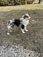 Frankie, a male Australian Shepherd for sale in Owensboro, KY – 2 of 2