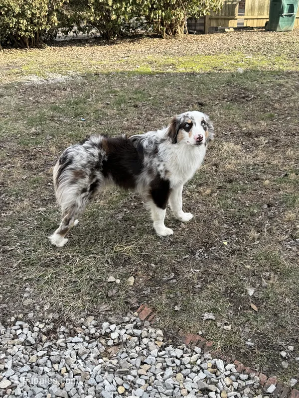 Frankie – Australian Shepherd puppy for sale in Owensboro, KY