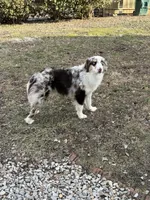 Frankie, a male Australian Shepherd for sale in Owensboro, KY – 1 of 2