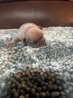 AKC Female Frenchie, a female French Bulldog for sale in Smyrna, GA – 2 of 3