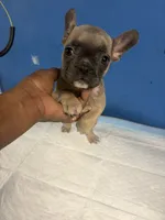 Adorable French Bulldog, a female French Bulldog for sale in Smyrna, GA – 1 of 6