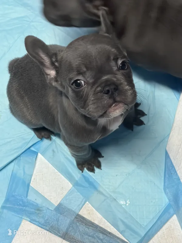 Loyal Blue (Grey) Frenchie Male/Female Pups Available Now – French Bulldog puppy for sale in Smyrna, GA