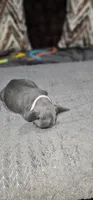Forever Home Frenchie Puppies, a female French Bulldog for sale in Smyrna, GA – 8 of 9