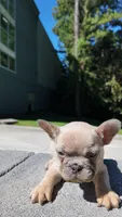 Female Frenchie, a female French Bulldog for sale in Smyrna, GA – 3 of 3