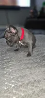 Puppy 2, a female French Bulldog for sale in Mableton, GA – 2 of 2