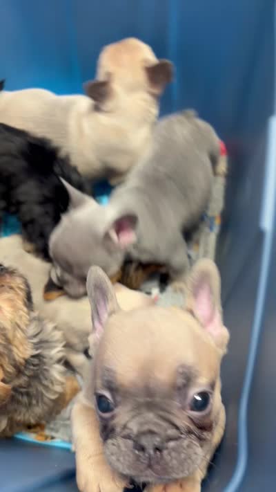 AKC Female Frenchie, a female French Bulldog for sale in Smyrna, GA – 3 of 3