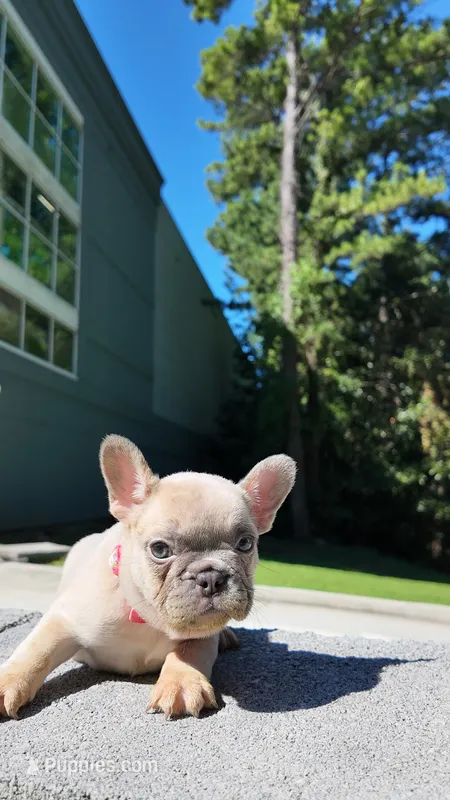 AKC Female Frenchie – French Bulldog puppy for sale in Smyrna, GA