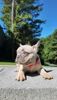 Female Frenchie, a female French Bulldog for sale in Smyrna, GA – 2 of 3