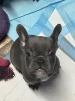 Loyal Blue (Grey) Frenchie Male/Female Pups Available Now, a female French Bulldog for sale in Smyrna, GA – 5 of 7