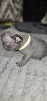 Puppy One, a female French Bulldog for sale in Mableton, GA – 2 of 11