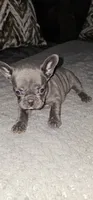 Puppy One, a female French Bulldog for sale in Mableton, GA – 1 of 11