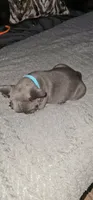 Puppy One, a female French Bulldog for sale in Mableton, GA – 6 of 11