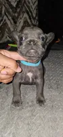 AKC  Registered Puppies, a female French Bulldog for sale in Mableton, GA – 6 of 10
