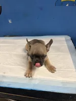 Adorable French Bulldog, a female French Bulldog for sale in Smyrna, GA – 5 of 6