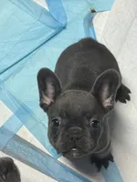 Loyal Blue (Grey) Frenchie Male/Female Pups Available Now, a female French Bulldog for sale in Smyrna, GA – 2 of 7