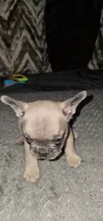 Puppy One, a female French Bulldog for sale in Mableton, GA – 7 of 11
