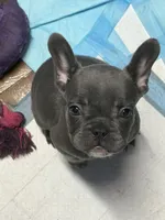 Loyal Blue (Grey) Frenchie Male/Female Pups Available Now, a female French Bulldog for sale in Smyrna, GA – 3 of 7
