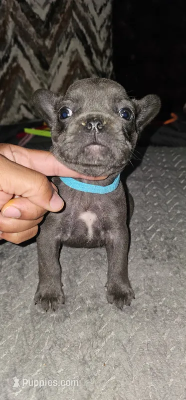 Blue Male Frenchie, a male French Bulldog for sale in Smyrna, GA – 1 of 3
