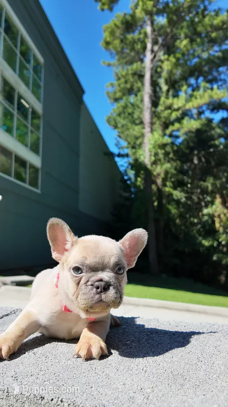 Female Frenchie – French Bulldog puppy for sale in Smyrna, GA